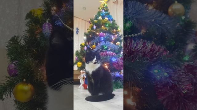 кошка моя красивая??