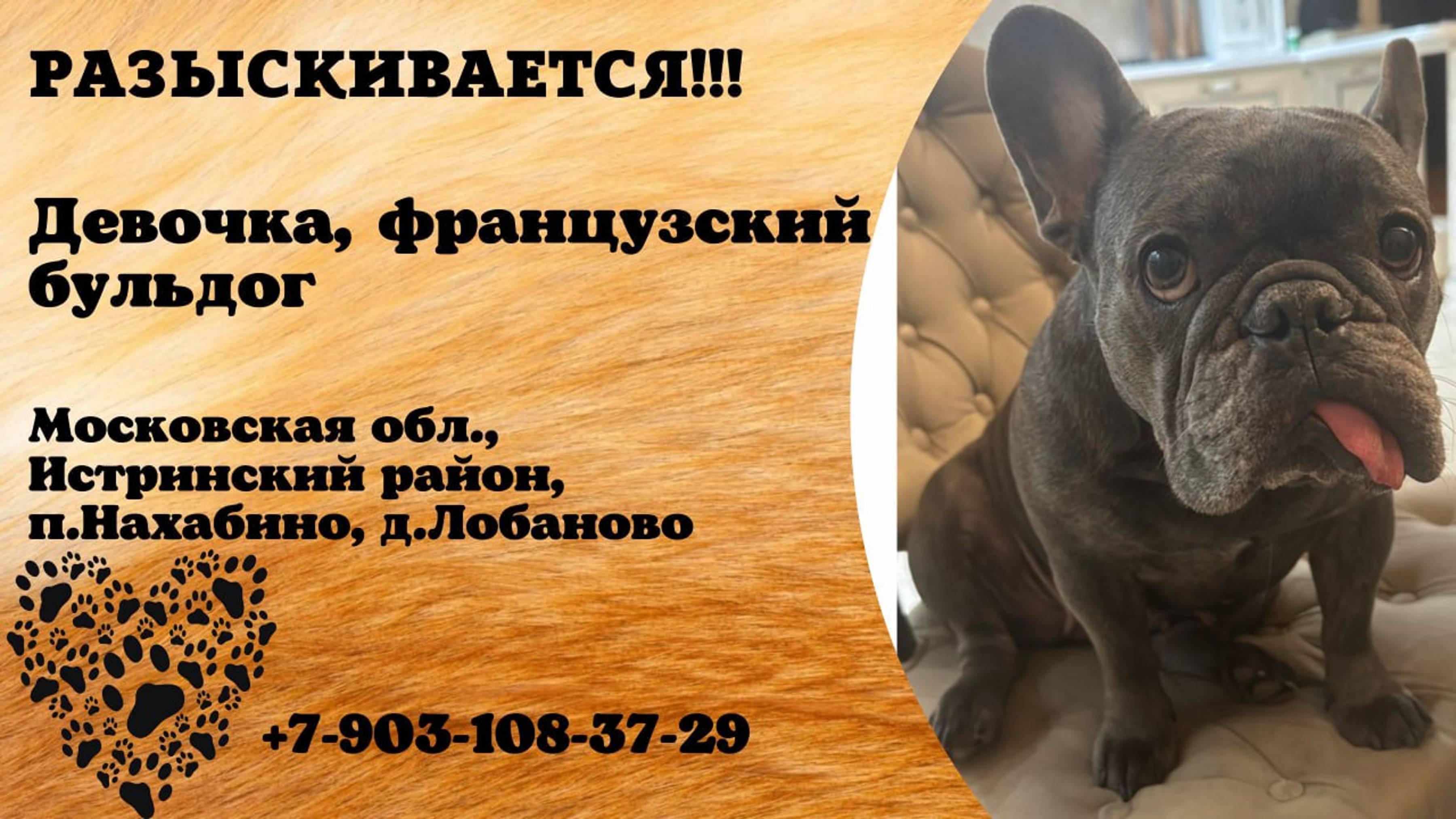 Пропала собака! Девочка. Французский бульдог. Московская обл, Истринский р-н, п. Нахабино