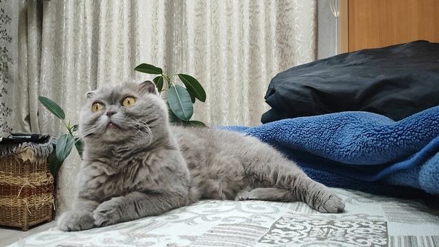 Тоша кот
