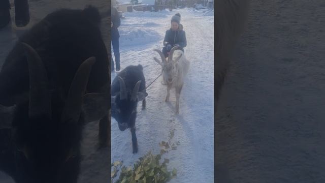 Новогодние покатушки на козлах