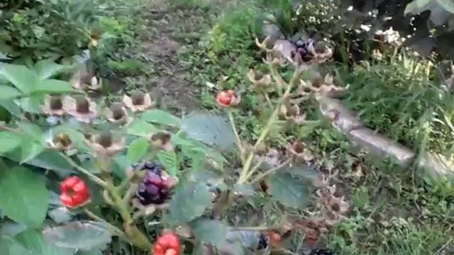 Очень ВКУСНАЯ моя КОЛЮЧАЯ ЕЖЕВИКА,   Видео за 2016г.