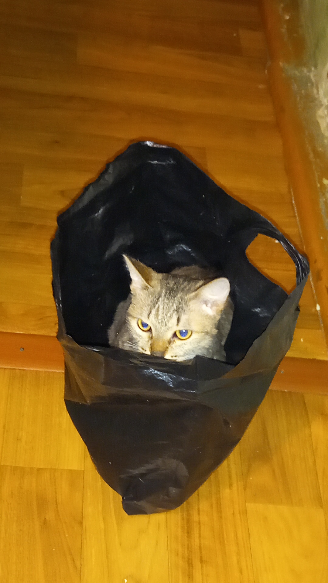 котик в пакете