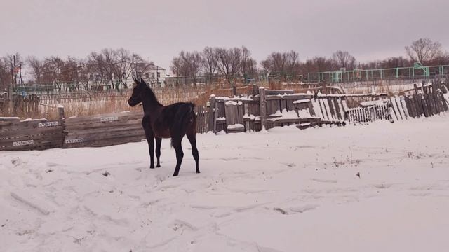 Прекрасное животное лошодь