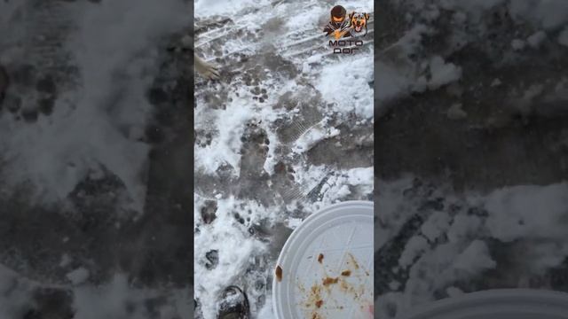 Как живут БОЛЬШИЕ БЕЗДОМНЫЕ собаки на улице? #животные #собака