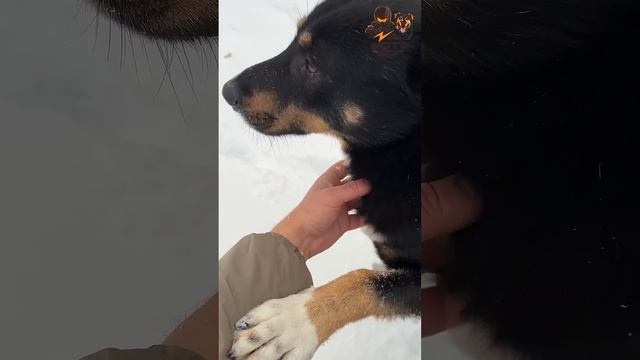 Бездомные собаки приняли маленькую потерянную собачку  #собака