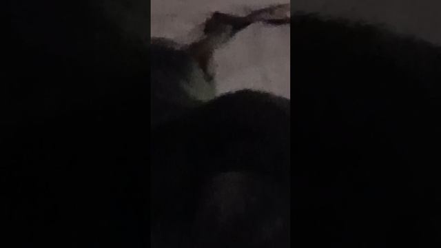 в крысу засняла кота :3