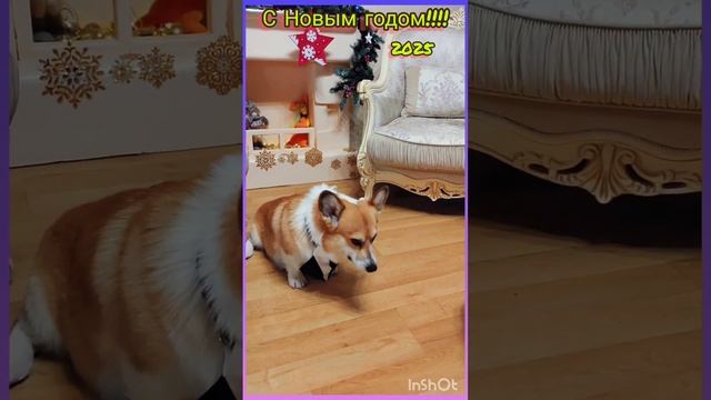 Корги поздравляют всех С Новым годом!