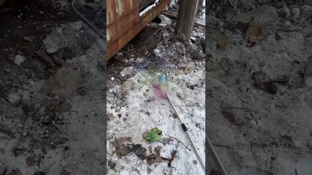 Как я ловил щенят