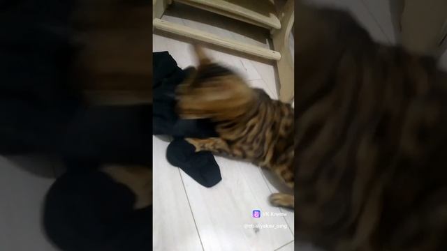 Кошка Ева