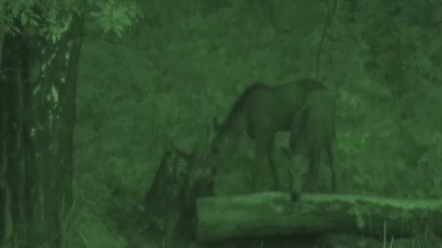 Охота на Кабана. Огромное скопление зверей на поле!