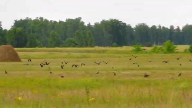 The rooks flew away