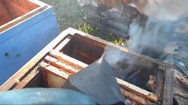 Пересаживаю привезённый рой из ловушки в улей