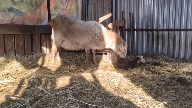 Окот Катумской овцы в "прямом эфире" - Второй пошёл)! (продолжение)