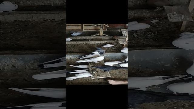 Бойные голуби шейки г. Нурлат