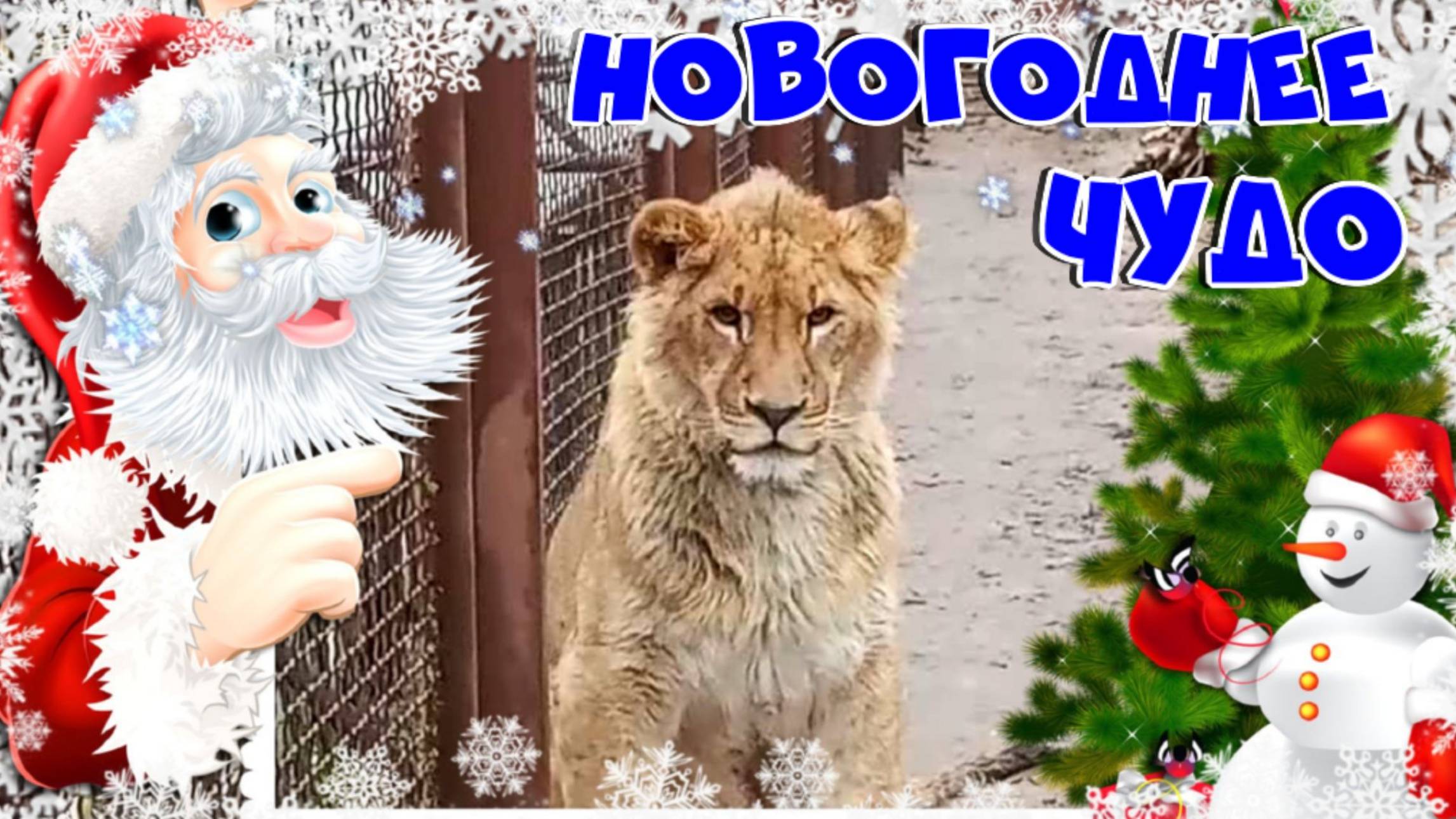 НОВОГОДНЕЕ ЧУДО! Любимый львёнок ШЕРХАН получил ПРОПИСКУ в Минске на 10 лет. УРА! УРА! УРА!