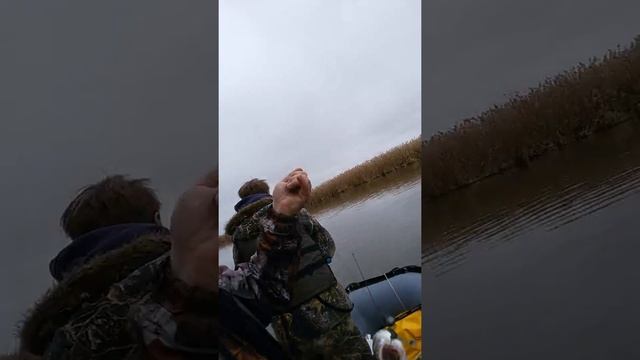 Судак на джиг. Астрахань. По рытому банку.