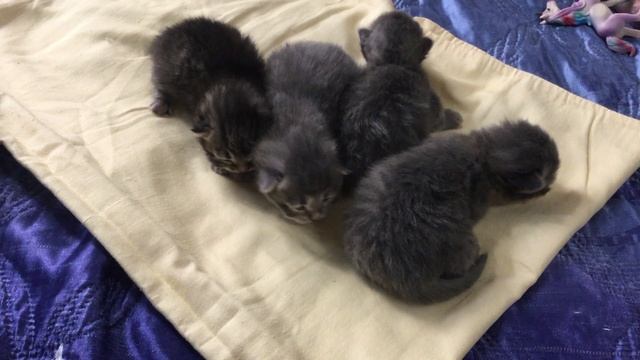 Котята "З"  -  2 недели