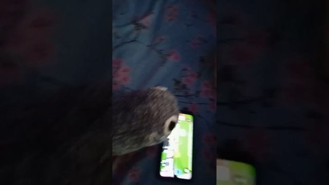 пока все спят пебл играет