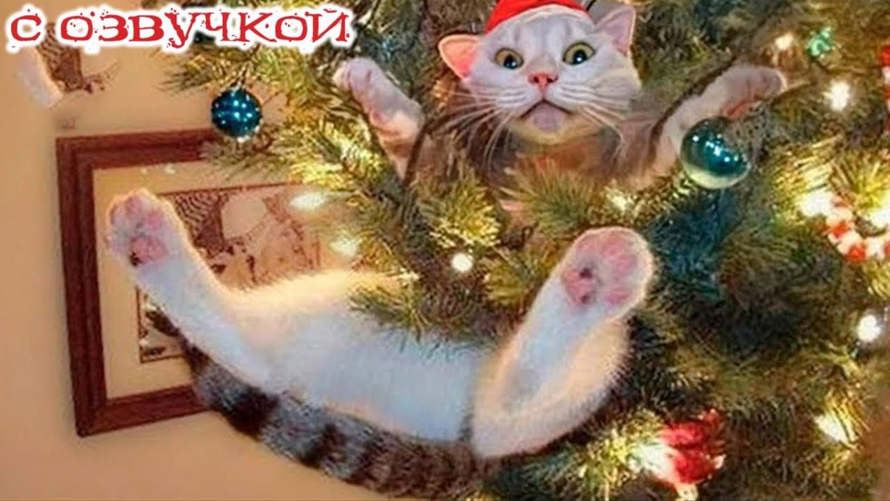 Приколы с котами! Самые смешные животные С ОЗВУЧКОЙ! Смешные коты - УГАР!!