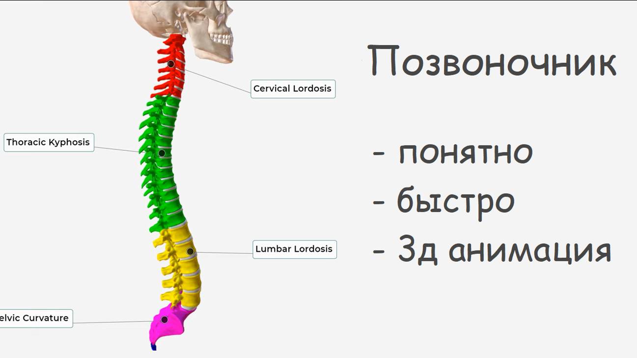 АНАТОМИЯ ПОЗВОНОЧНИКА БЫСТРО И ПОНЯТНО