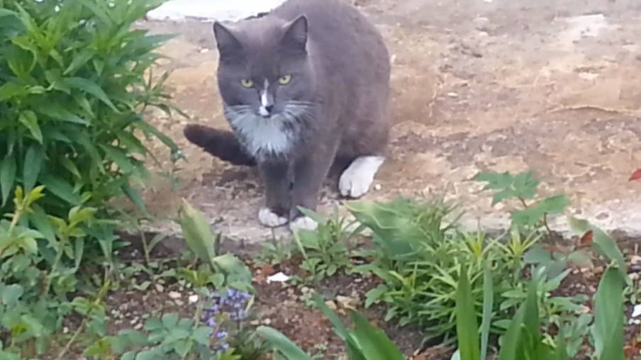 Кошачья любовь