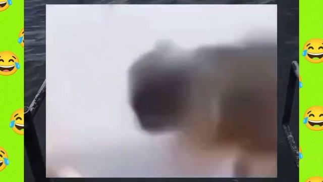 Попробуй, не расмеяться челендж \Юмор\Животные\Испуги\Смешные моменты.