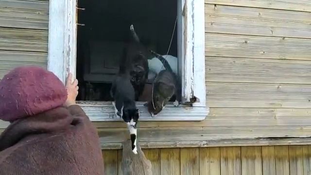 гулять! Let's go for a walk!.mp4