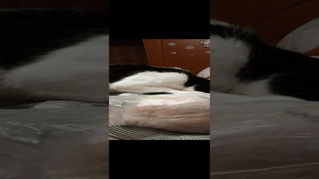 Котик любит курочку