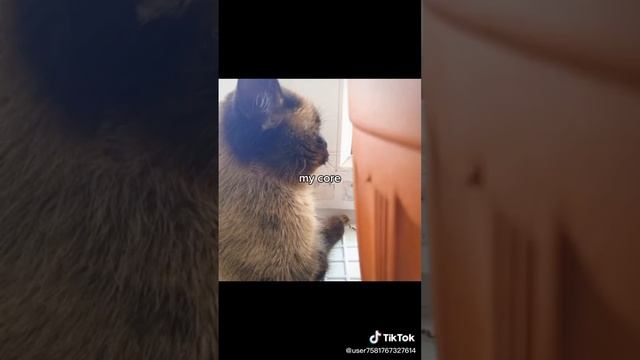 scene_output.mp4
