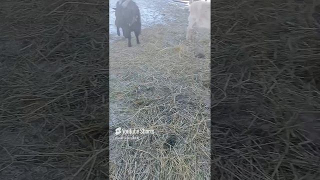 Зимняя прогулка