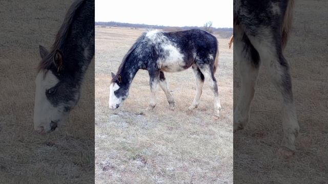 Напишите пожалуйста в сообщении как вам имя Атлант 🐴