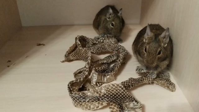 Реакция дегу на шкуру змеи. Degu reaction to snake skin. (Чилийская белка, кустарниковая крыса)