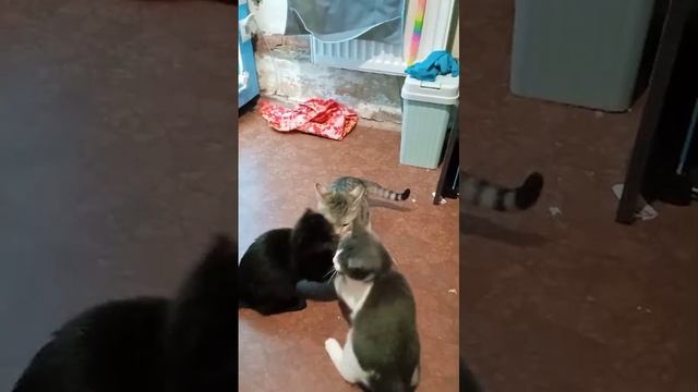 29.12 Три котёнка-котика ищут дома!
