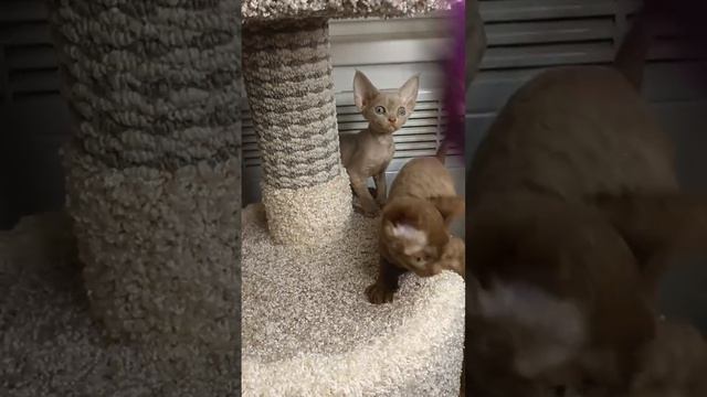 1000020713.mp4