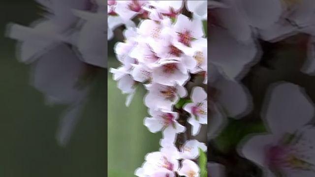 Войлочная вишня. Дмитрий Шлапак