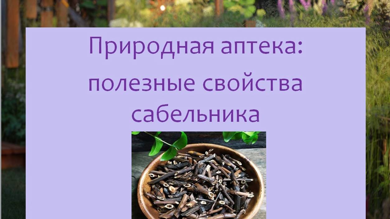 Природная аптека: полезные свойства сабельника