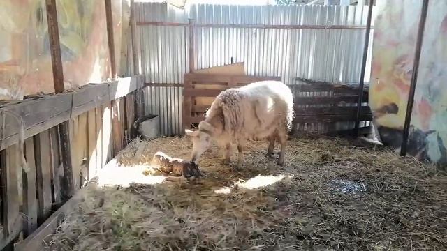 катумские овцы окот(3)