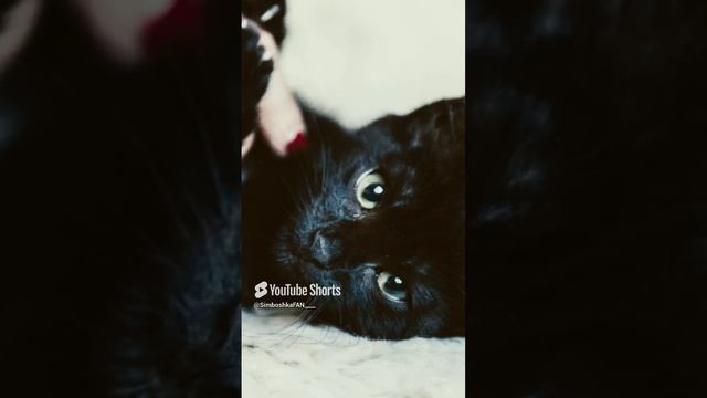//(YT: 8 марта, 2023 г.) 🖤 черный котёночек 🖤 подпишись поставь лайк если любишь котиков (0+)