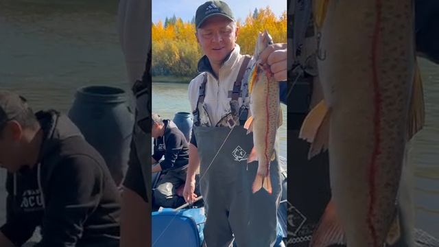 отчет от рыбака. Тайменный остров.