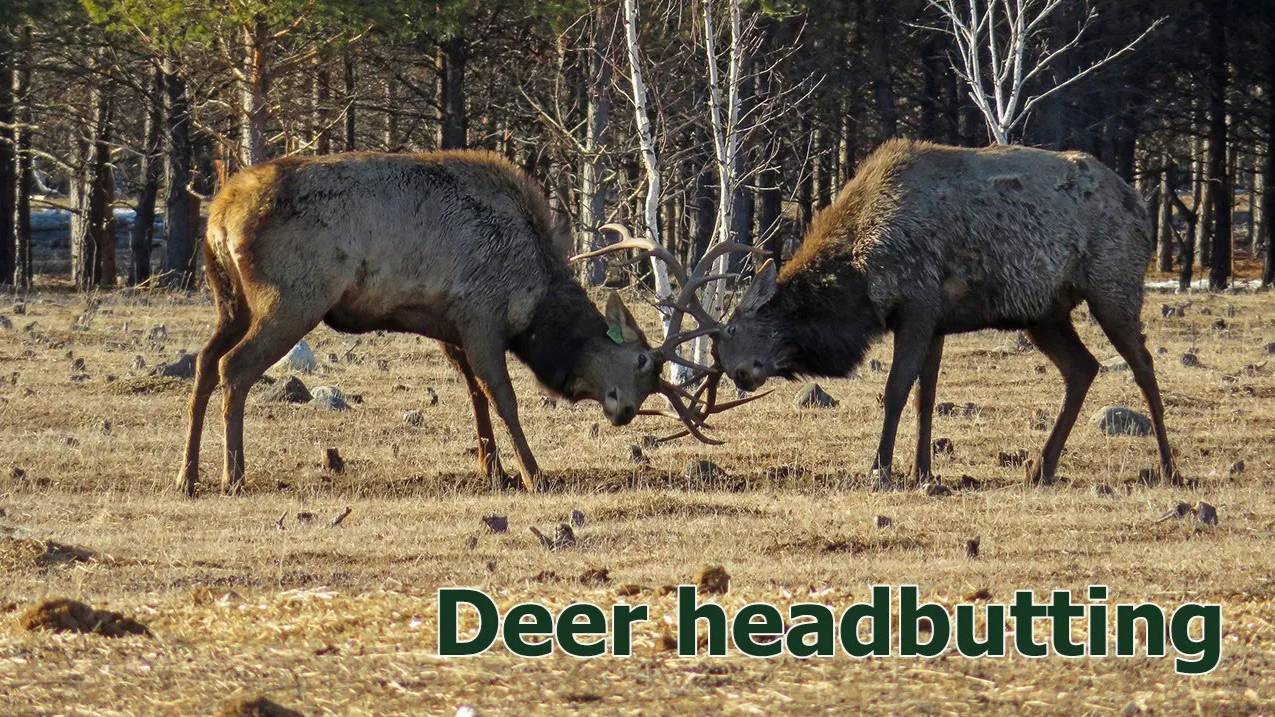 Для чего оленям нужны рога? (Deer headbutting).