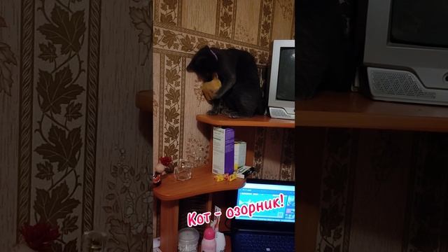 Кот-озорник! Забавный котёнок!