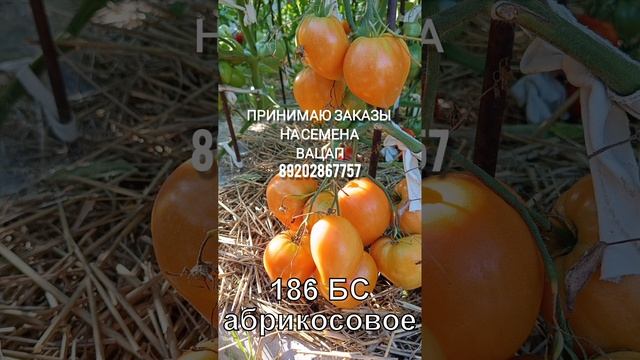 Принимаю заказы на семена