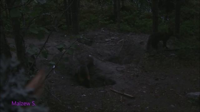 Ночная жизнь лисят.