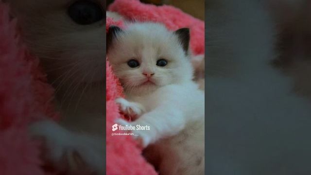 //(YT: 4 марта, 2023 г.) Смотрите, какой милый котёнок! ❤ Просто милашка!