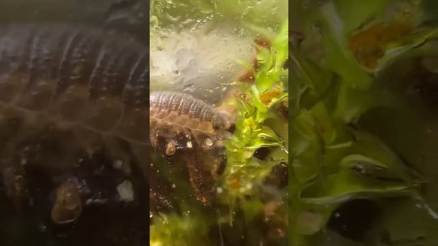 Grazing isopod