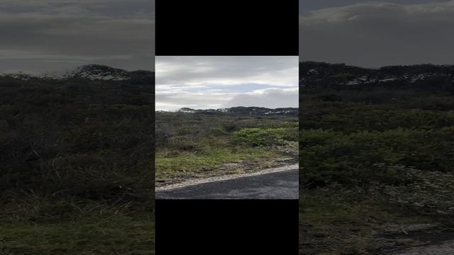 Кейптаун ( ЮАР) БАБУИНЫ