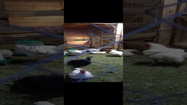 мои птички