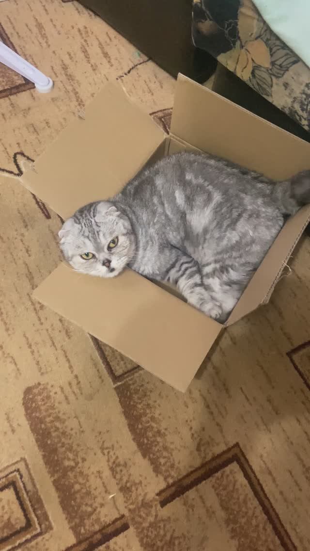 КОШЕЧК😸В КОРОБКЕ📦