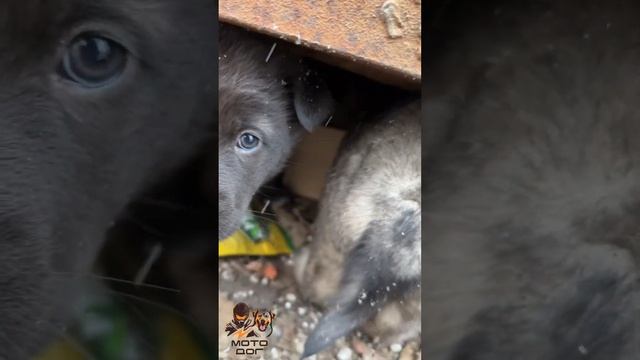 Помогите СПАСТИ БЕЗДОМНЫХ ЩЕНЯТ #щенок #собака