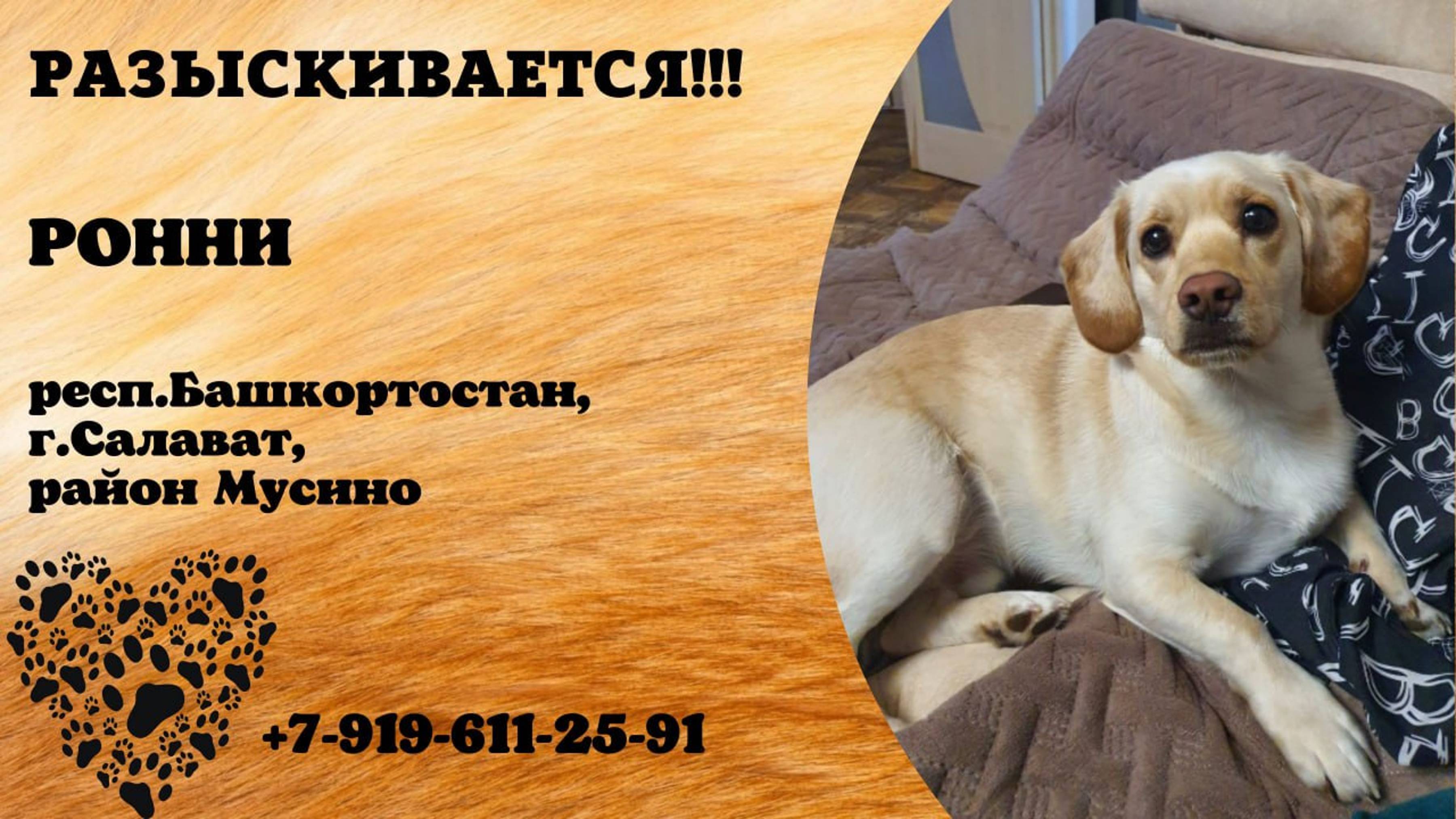 Пропала собака! РОННИ. респ. Башкортостан, г. Салават